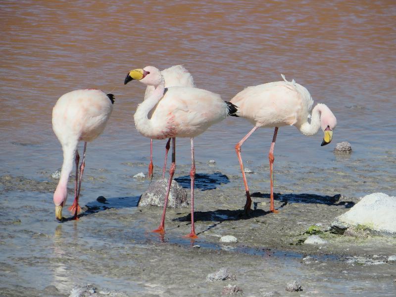 flamingos_resized